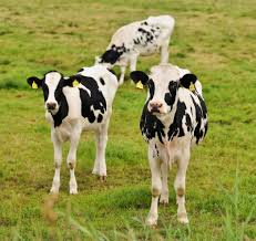 Calf Milk Replacer