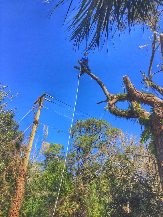 Coconut Cowboy Tree Service LLc Logo