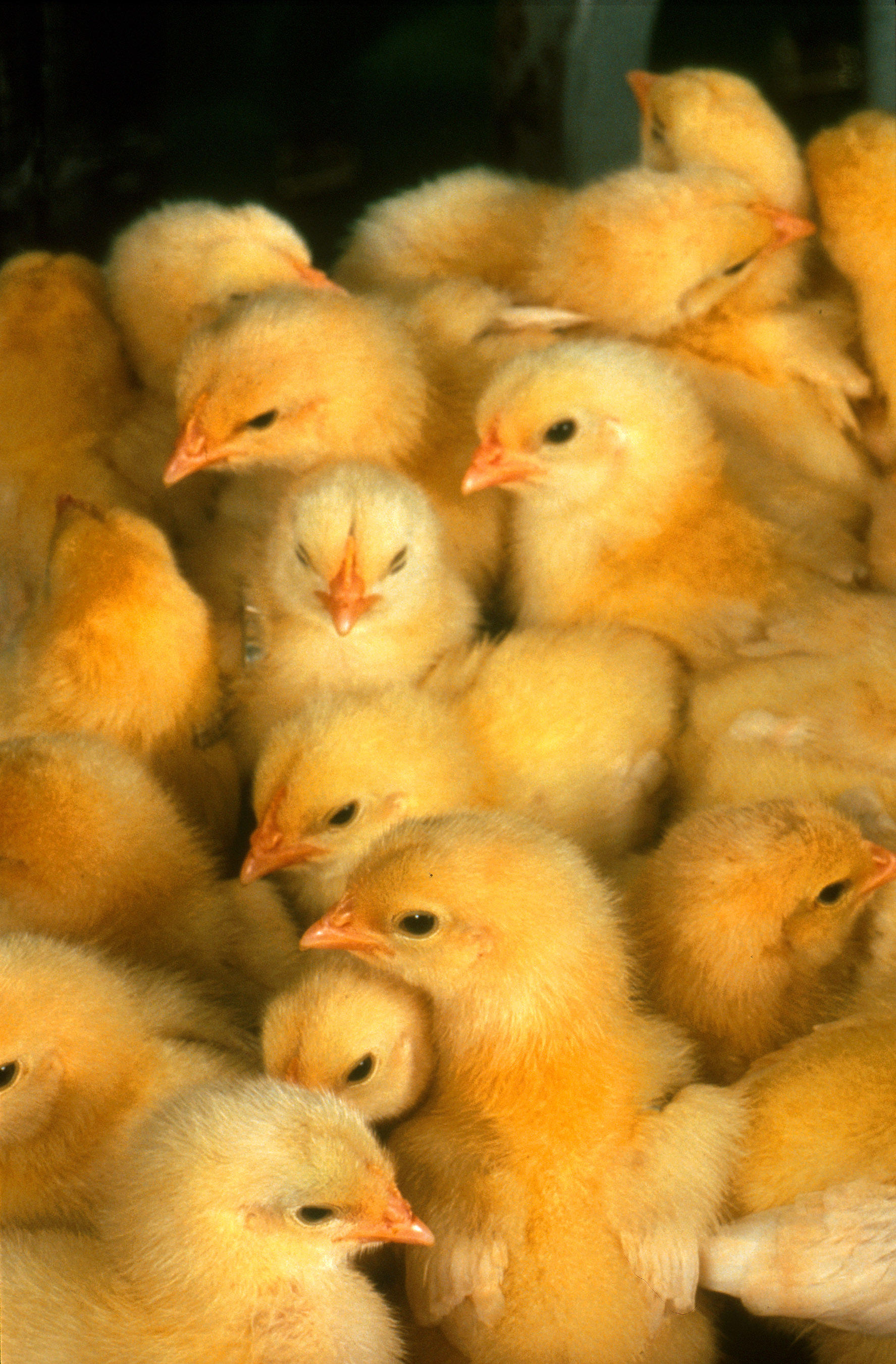 Chick Feed
