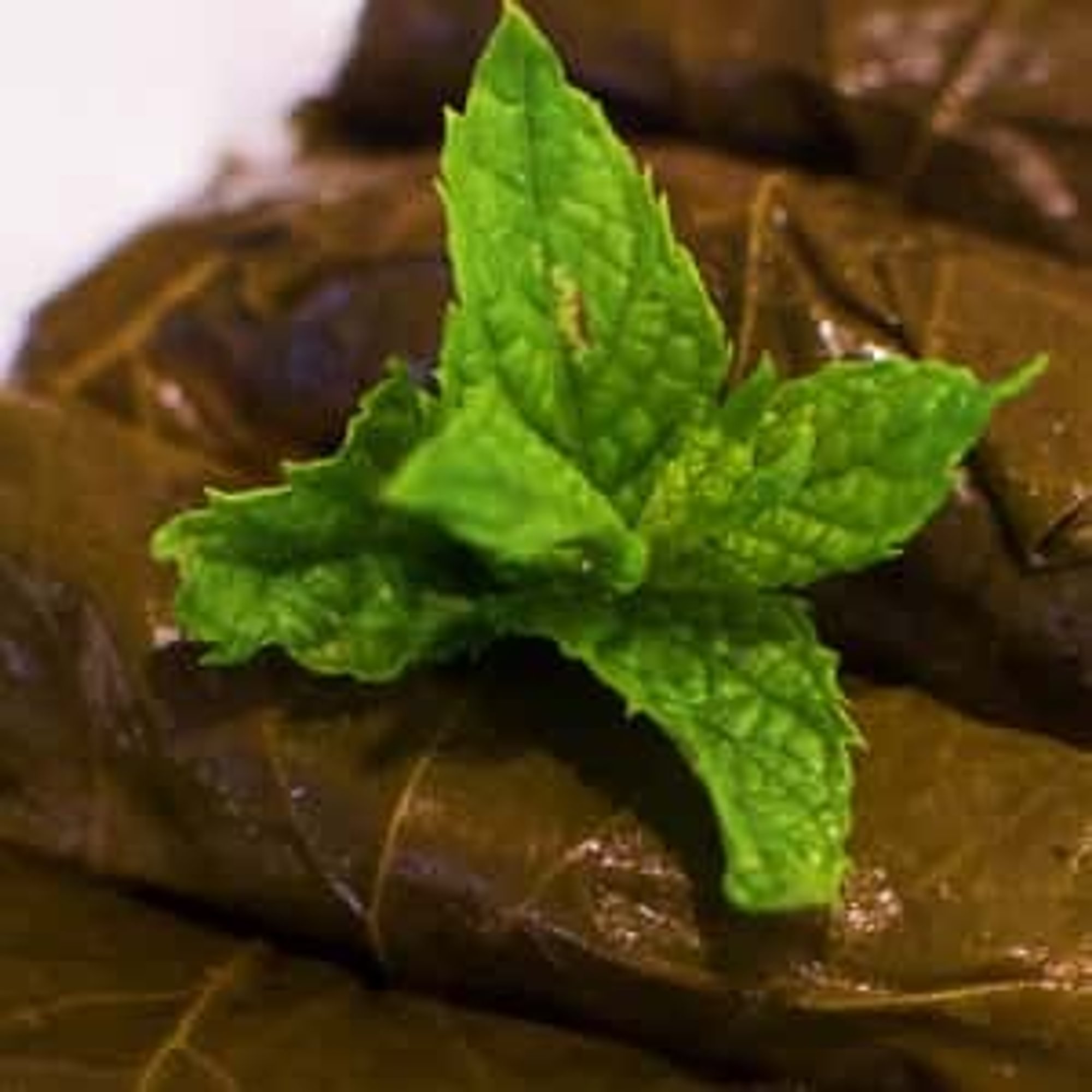 Warak enab / stuffed grape leaves