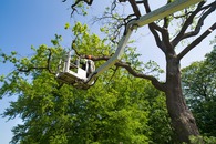 Tree Service in San Jose, CA Tree Service in San Jose, CA