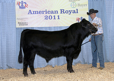 Triple K Gelbvieh Image