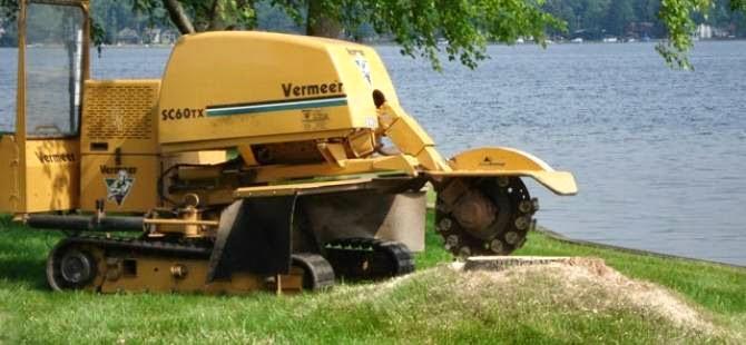 The Tree Doctor Image