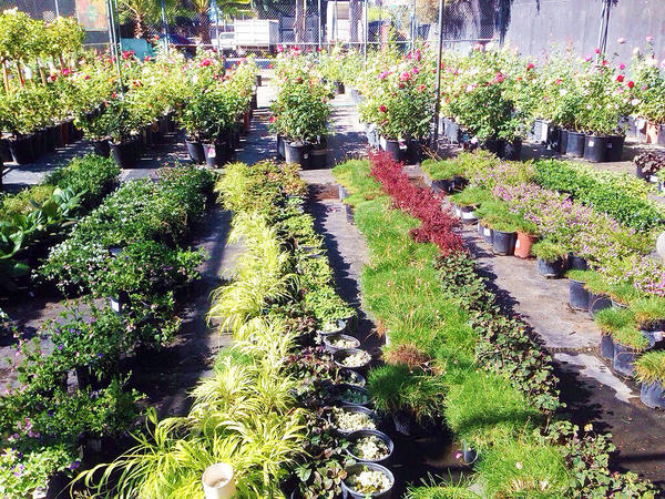 Central Whole Nursery San Jose Ca Retailers Topix More About Central Whole Nursery