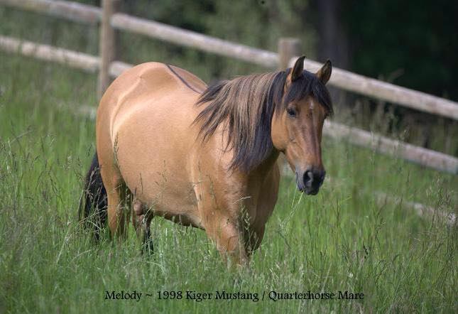 Countryside Equine Veterinary Service Photo