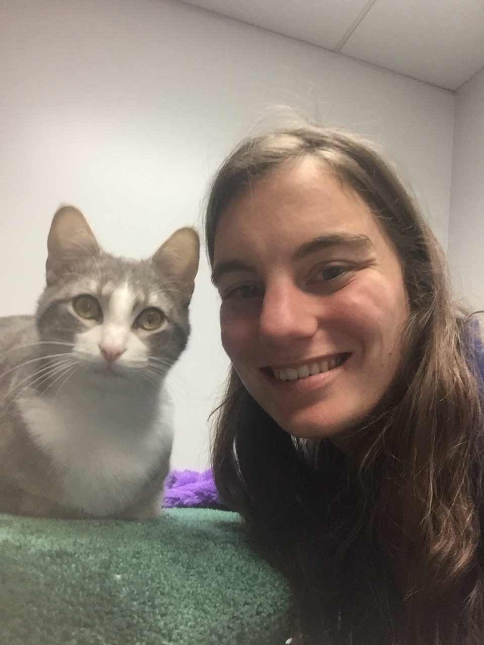 Whiskers on Kittens Boarding Image