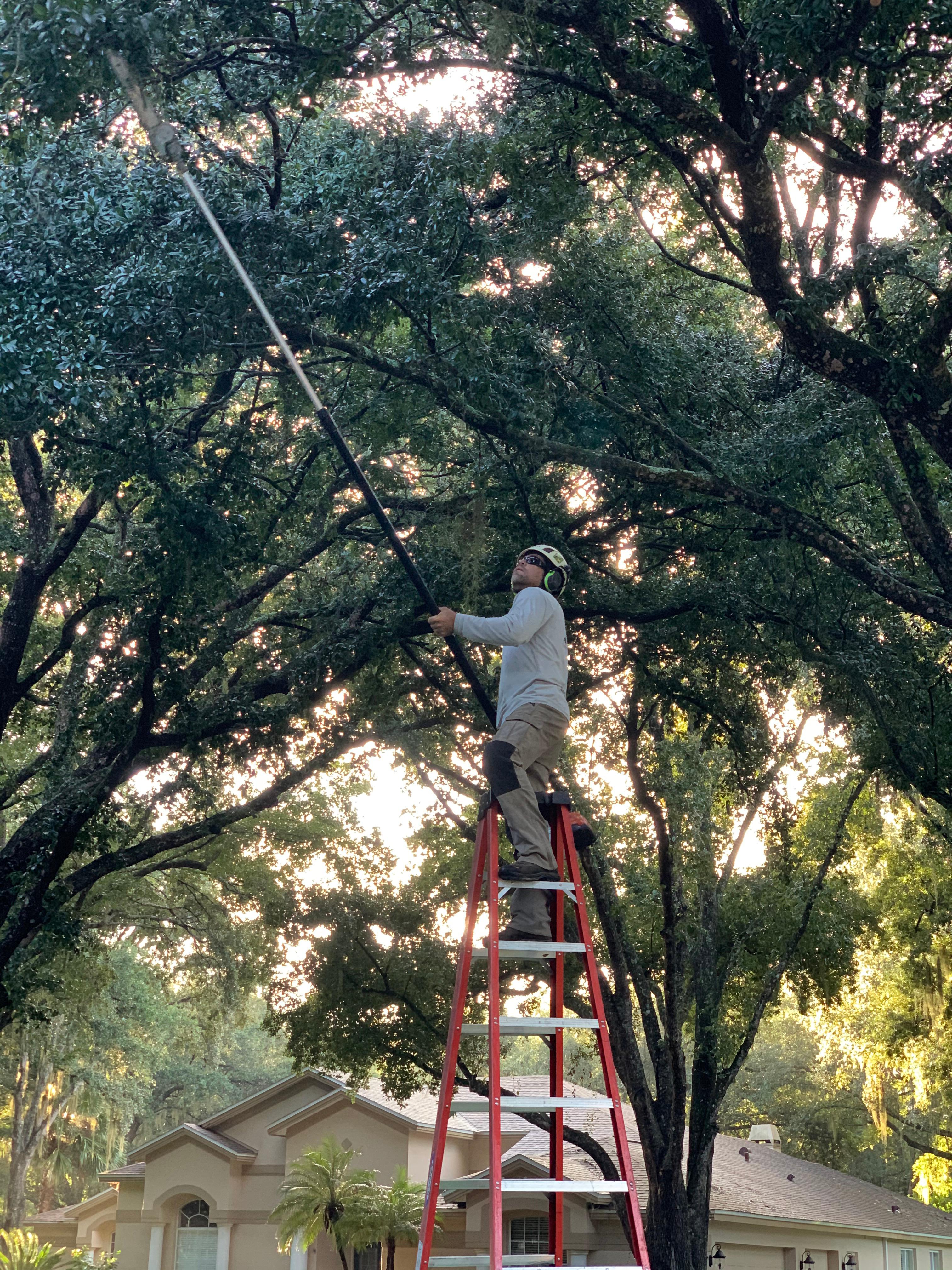 A Cut Above Tree & Landscape Inc Photo