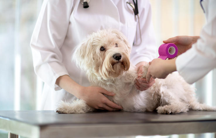 Southwest Florida Veterinary Specialists & 24-Hour Emergency Hospital Photo