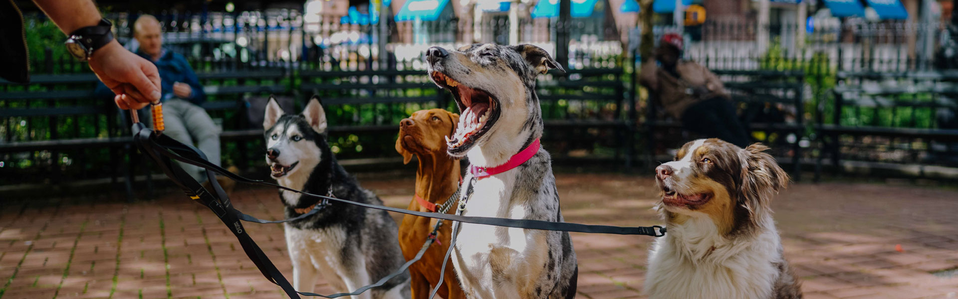 Dog Training