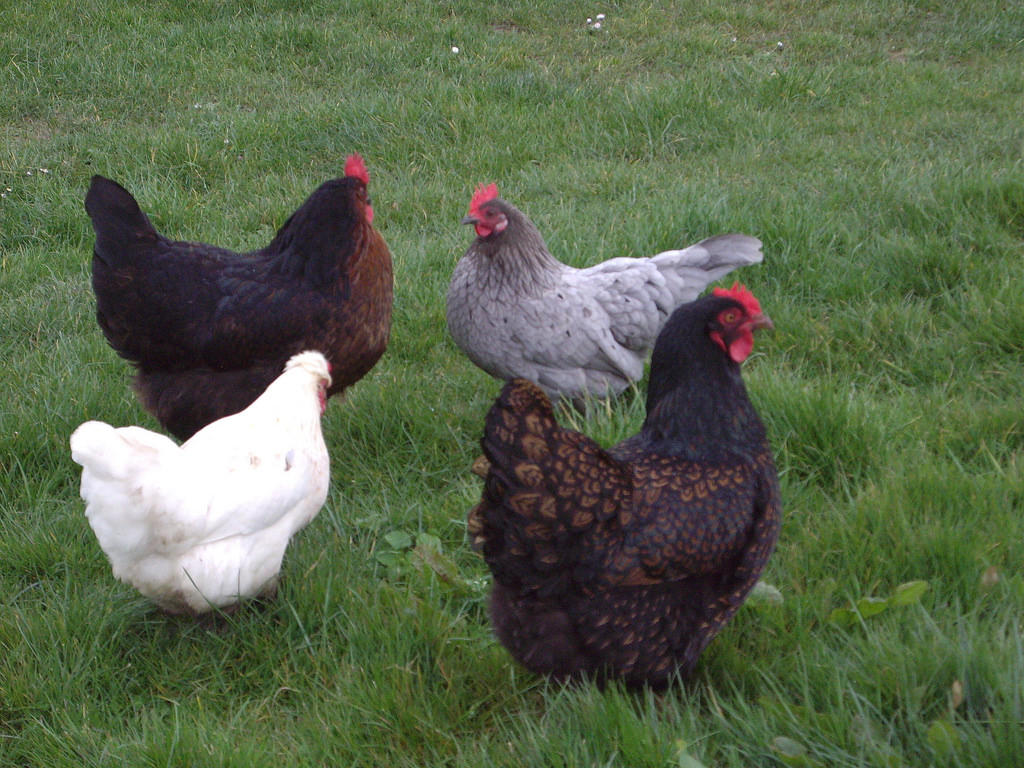 Poultry Layer Crumble