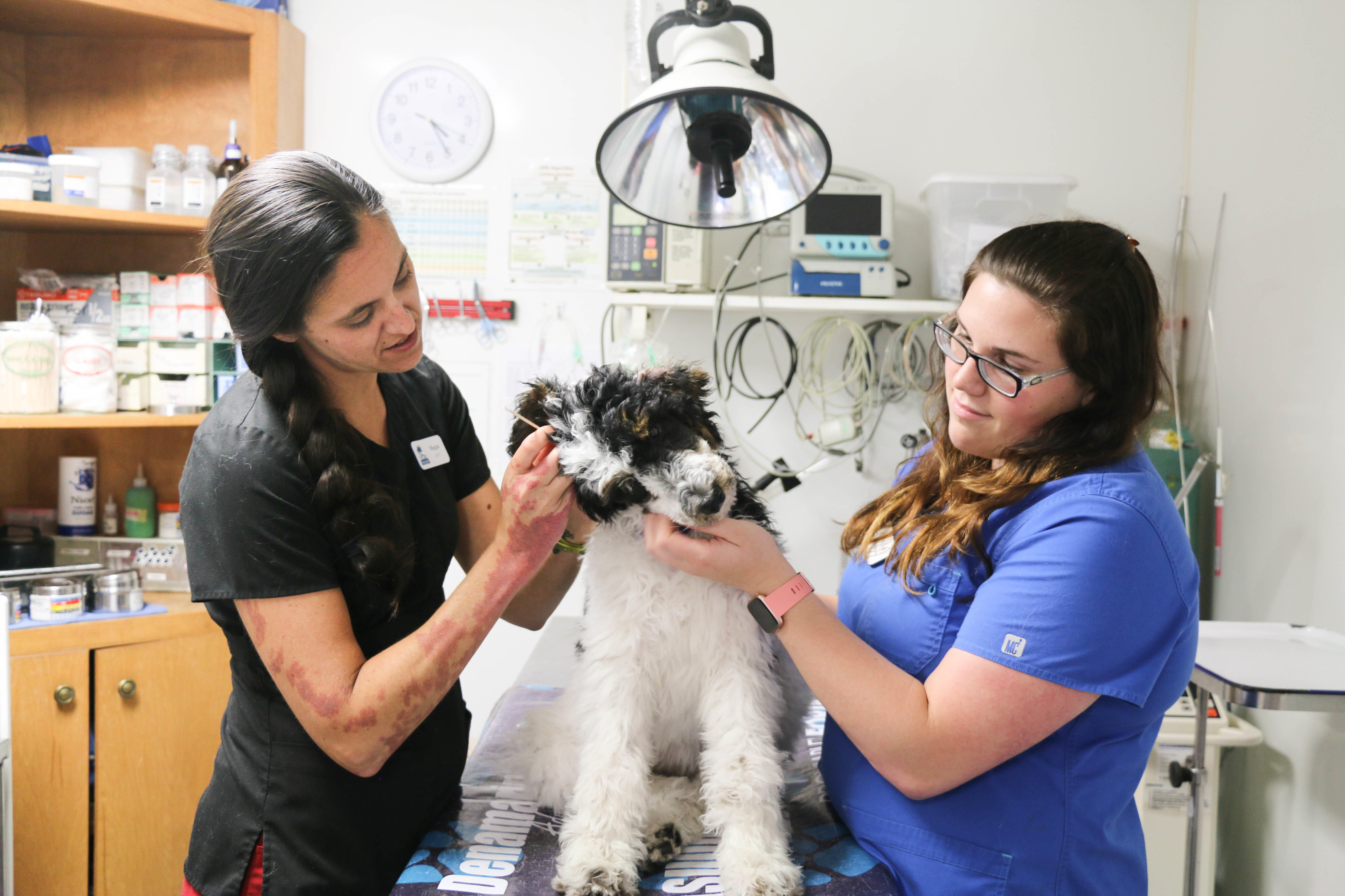 The Animal Hospital of North Charleston Photo