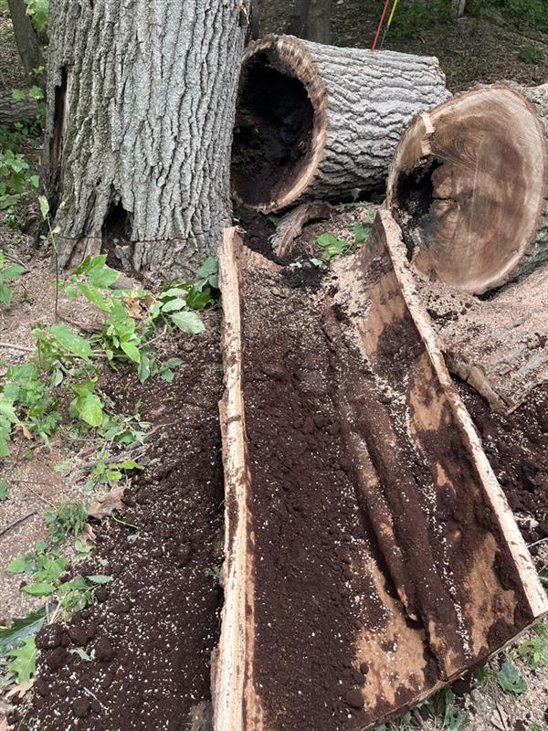 Eagle Eye Tree Service LLC Image