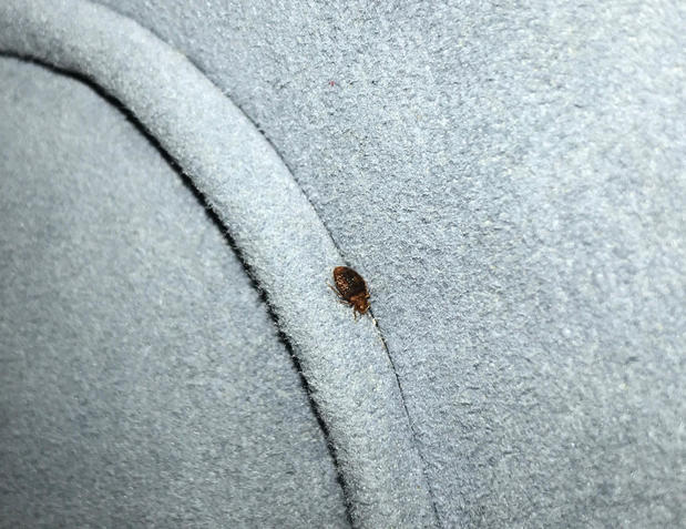 Images Hi-Tech Pest Control, LLC