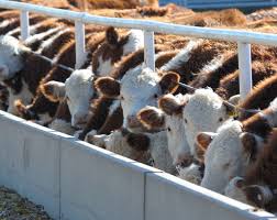Cattle Feed