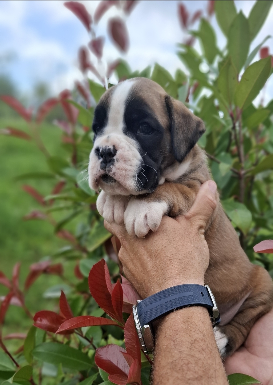 Galería en miniatura