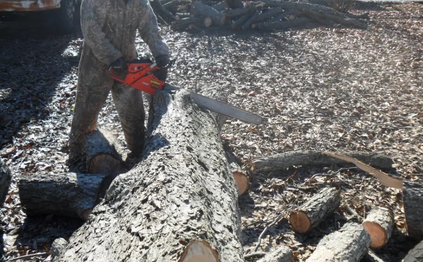 Abernathy's Tree &amp; Stump Removal Logo