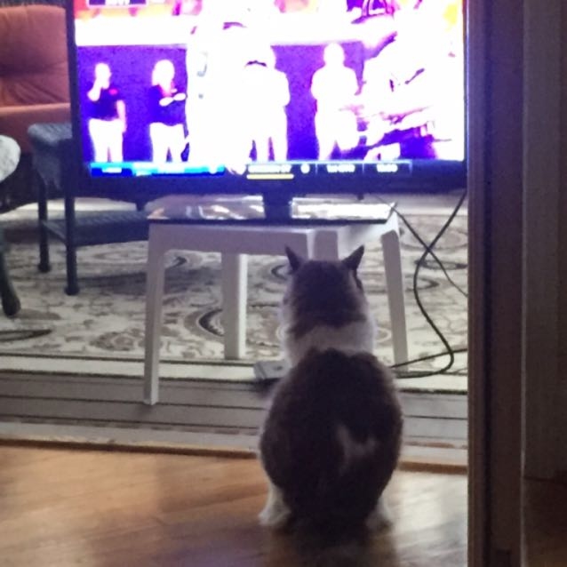 Whiskers on Kittens Boarding Image