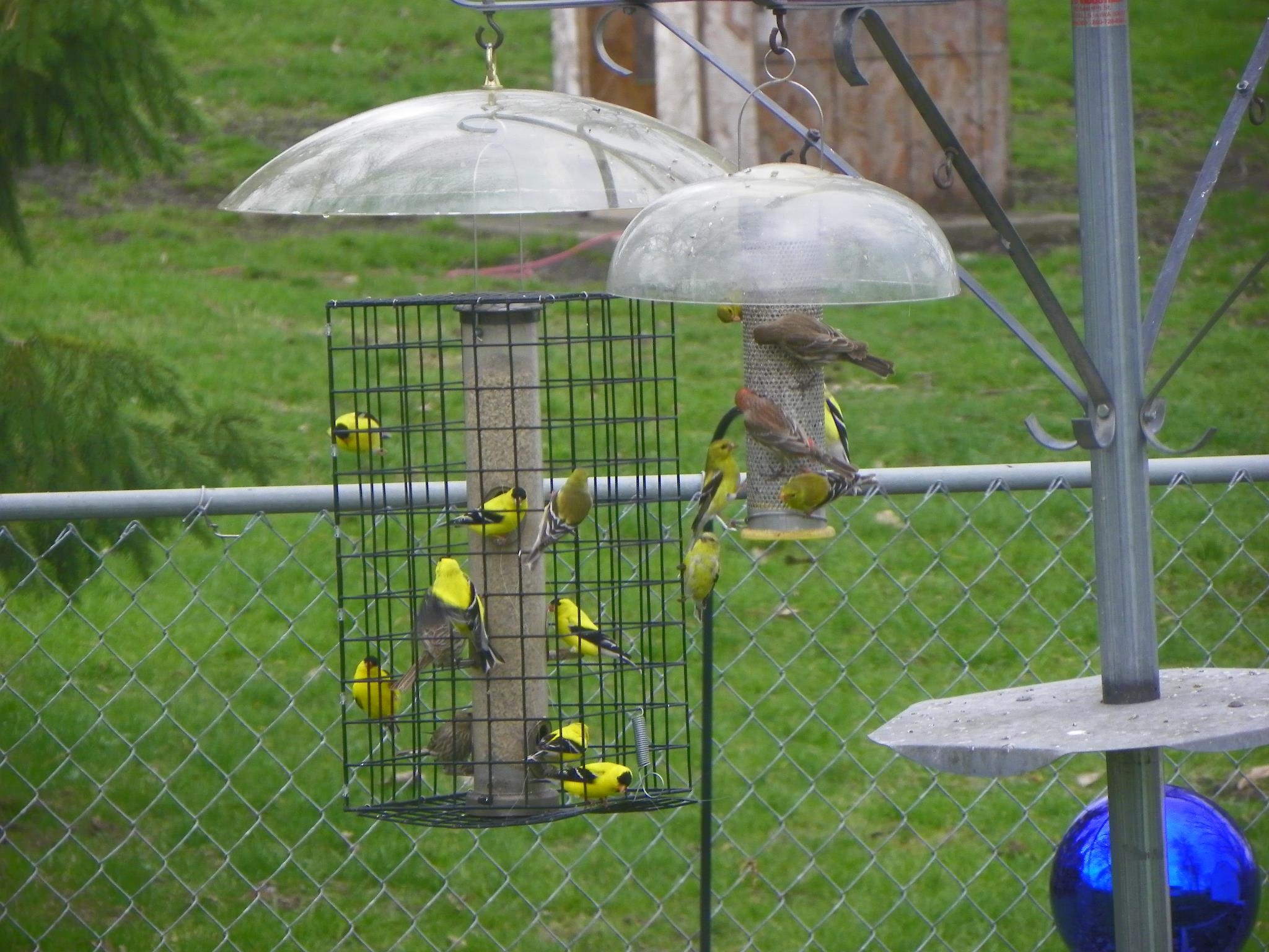 The Basic Birder Wild Bird Supply Photo