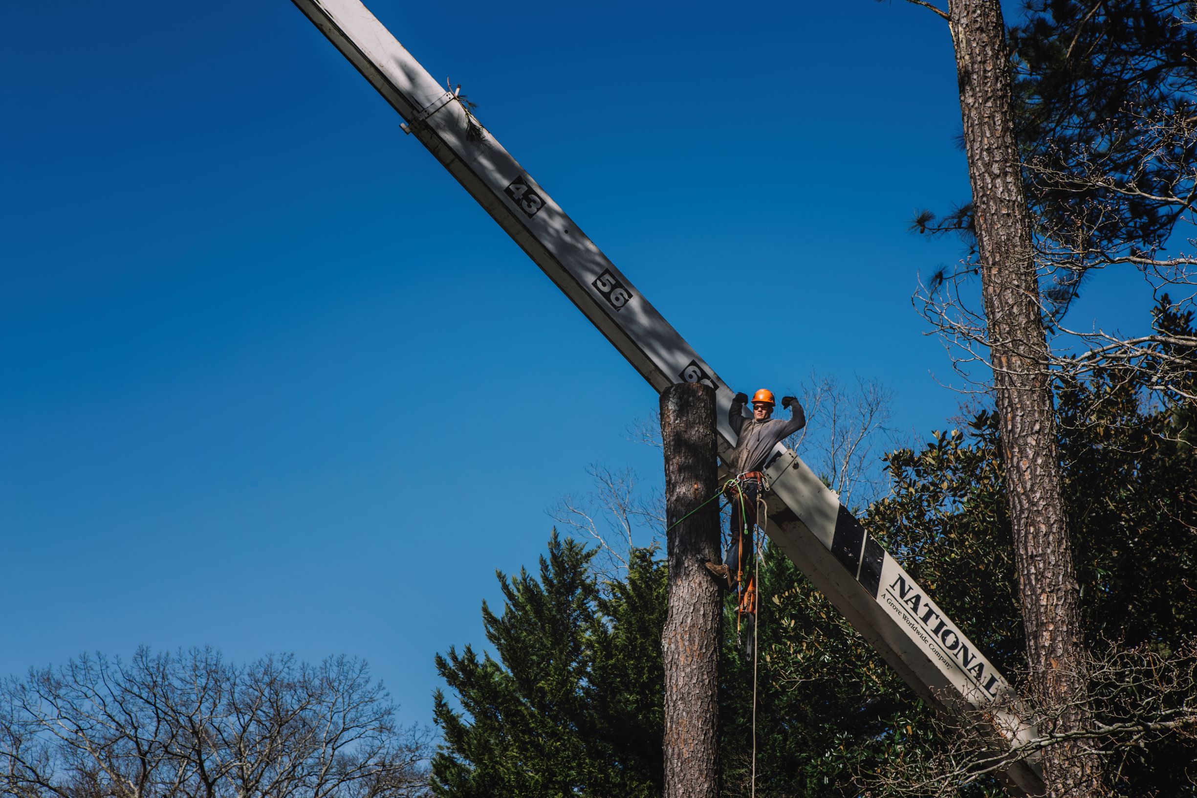 Lumberjacks Tree Service Photo