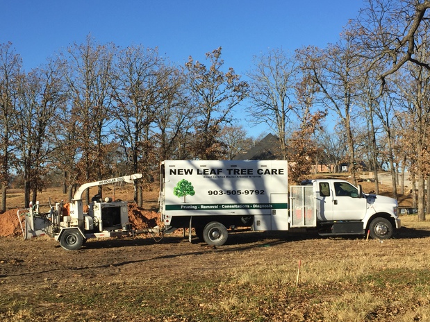 Images New Leaf Tree & Shrub Care
