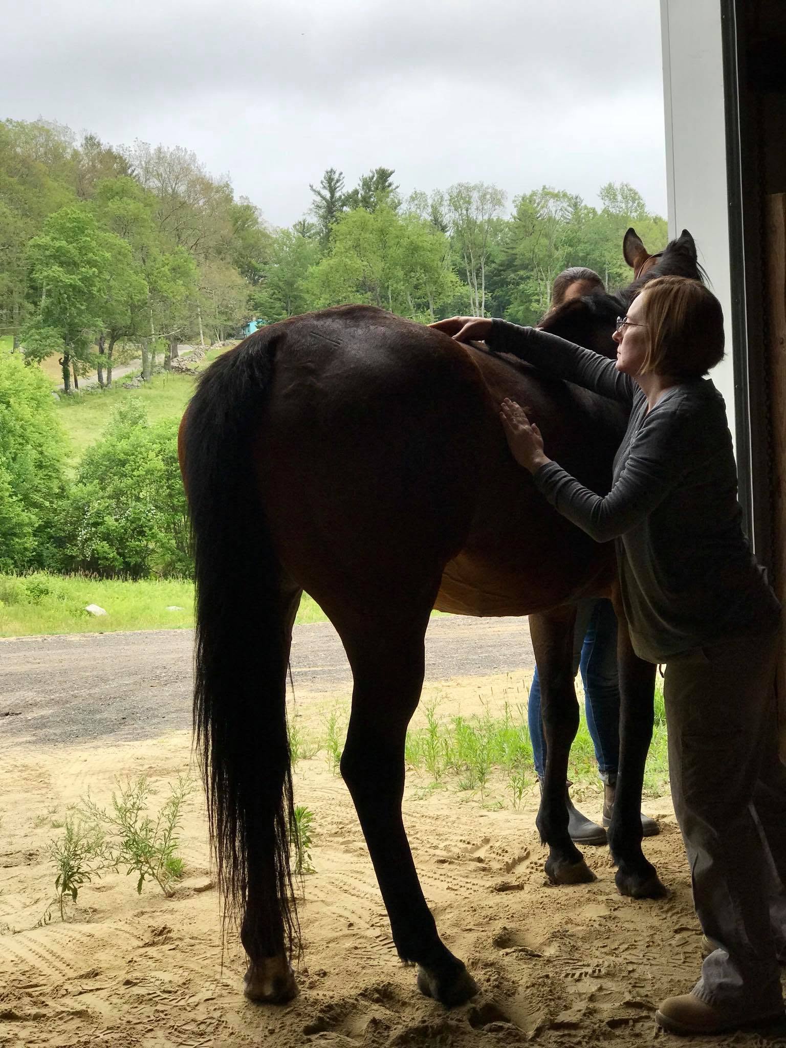 Massage for Senior & Arthritic Horses