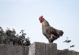 Poultry Block