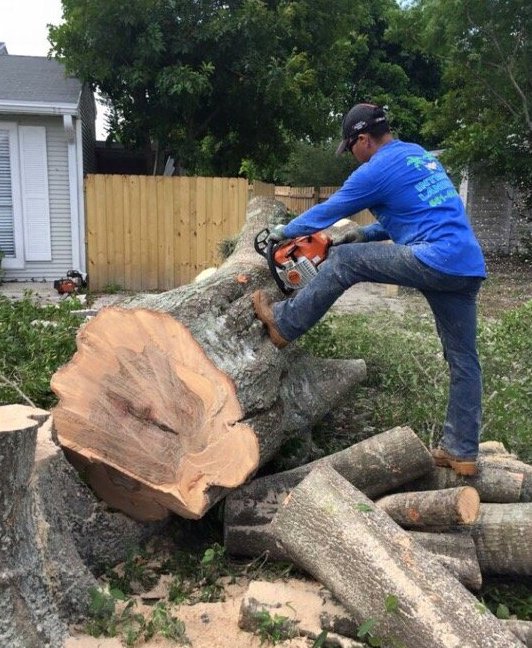 Removing a large tree in Jupiter Florida