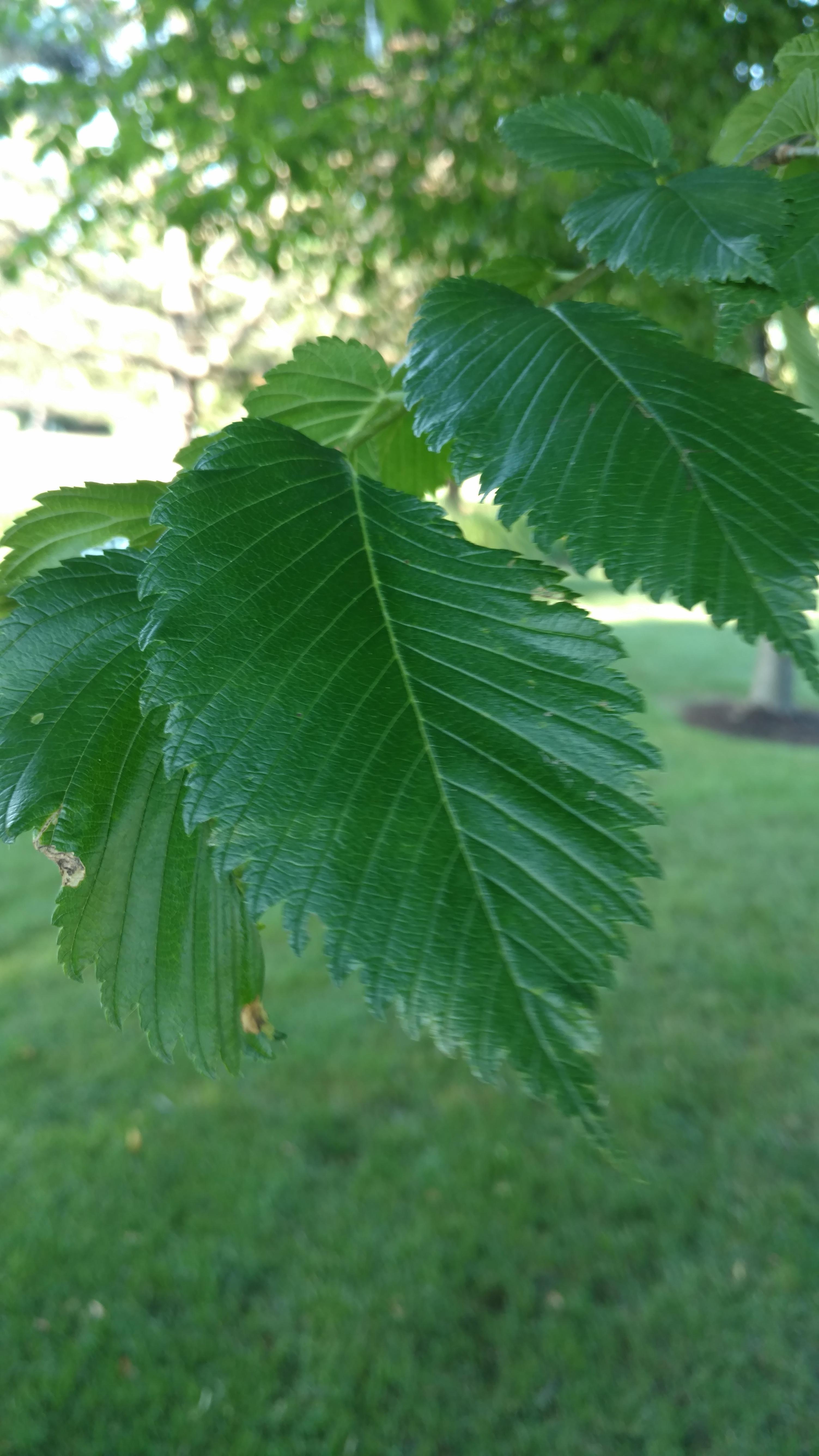 New Beginning Tree Service Company Image