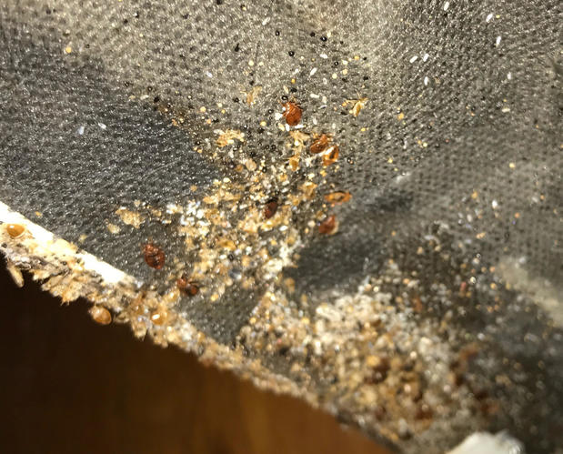 Images Hi-Tech Pest Control, LLC