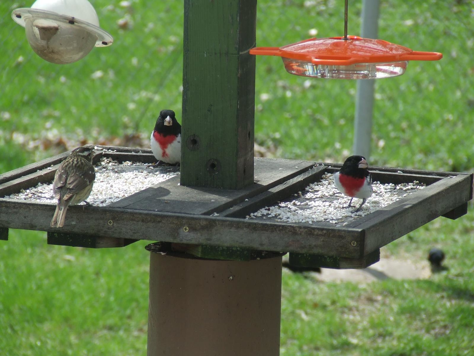 The Basic Birder Wild Bird Supply Photo