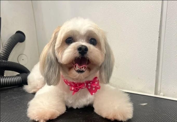 Pet Cano Mobile Pet Grooming Lehigh Acres