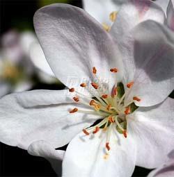 Westside Florist Image