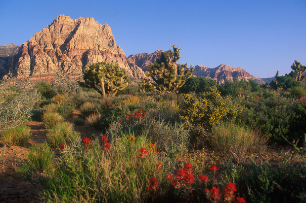Images Regency at Summerlin
