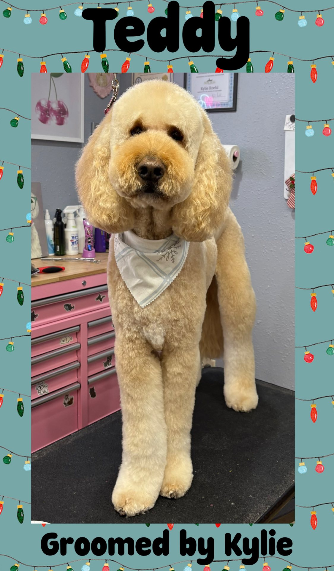 Marcie's Pet Spa Image