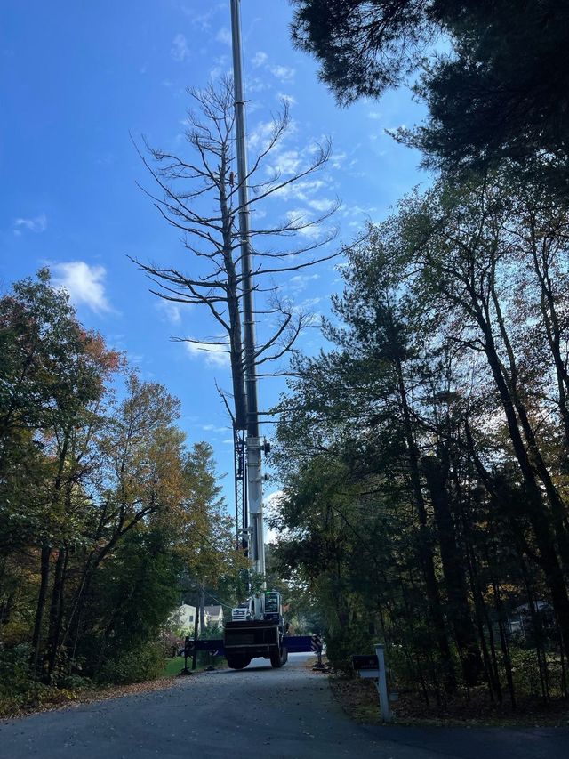 JAE Tree Service Image