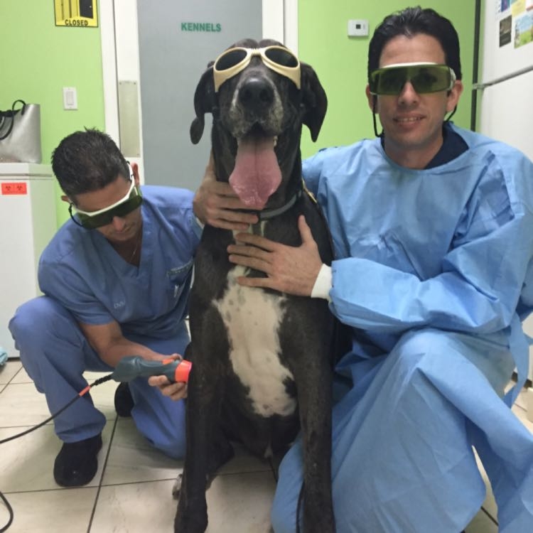 MLS laser treatment in a 200 lbs Great Dane for Elbow Arthritis 1 1/2 years after a Monteggia fracture repaired.