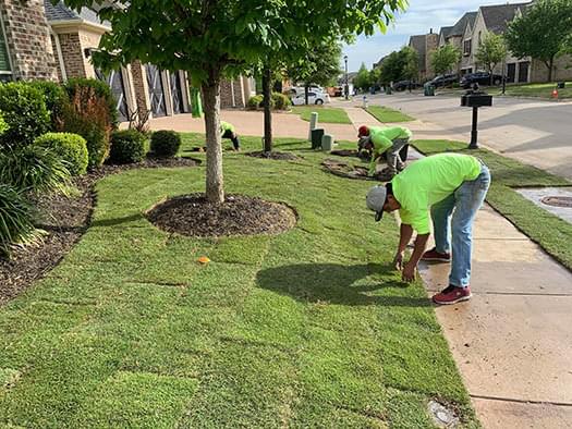 Zoysia Sod Photo