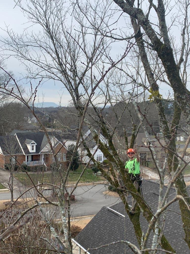 Epic Tree Solutions Image