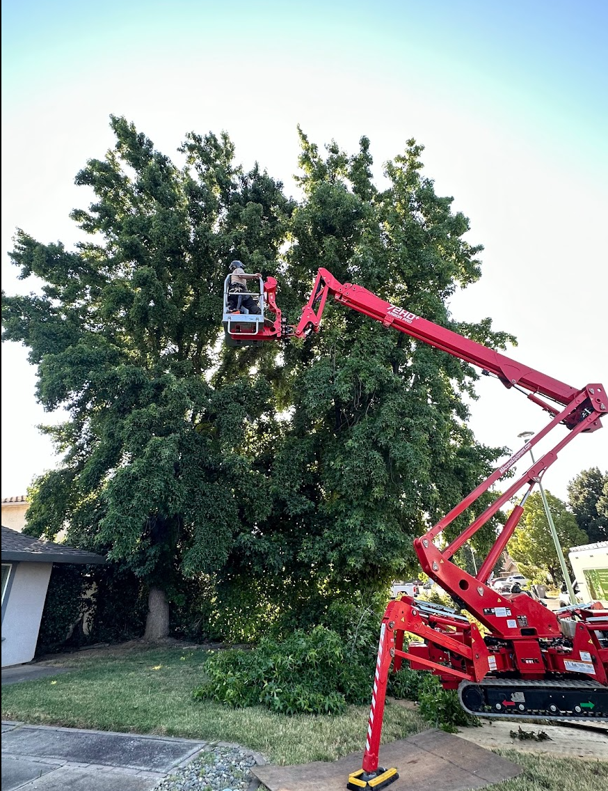Capital Arborists, Inc. Image