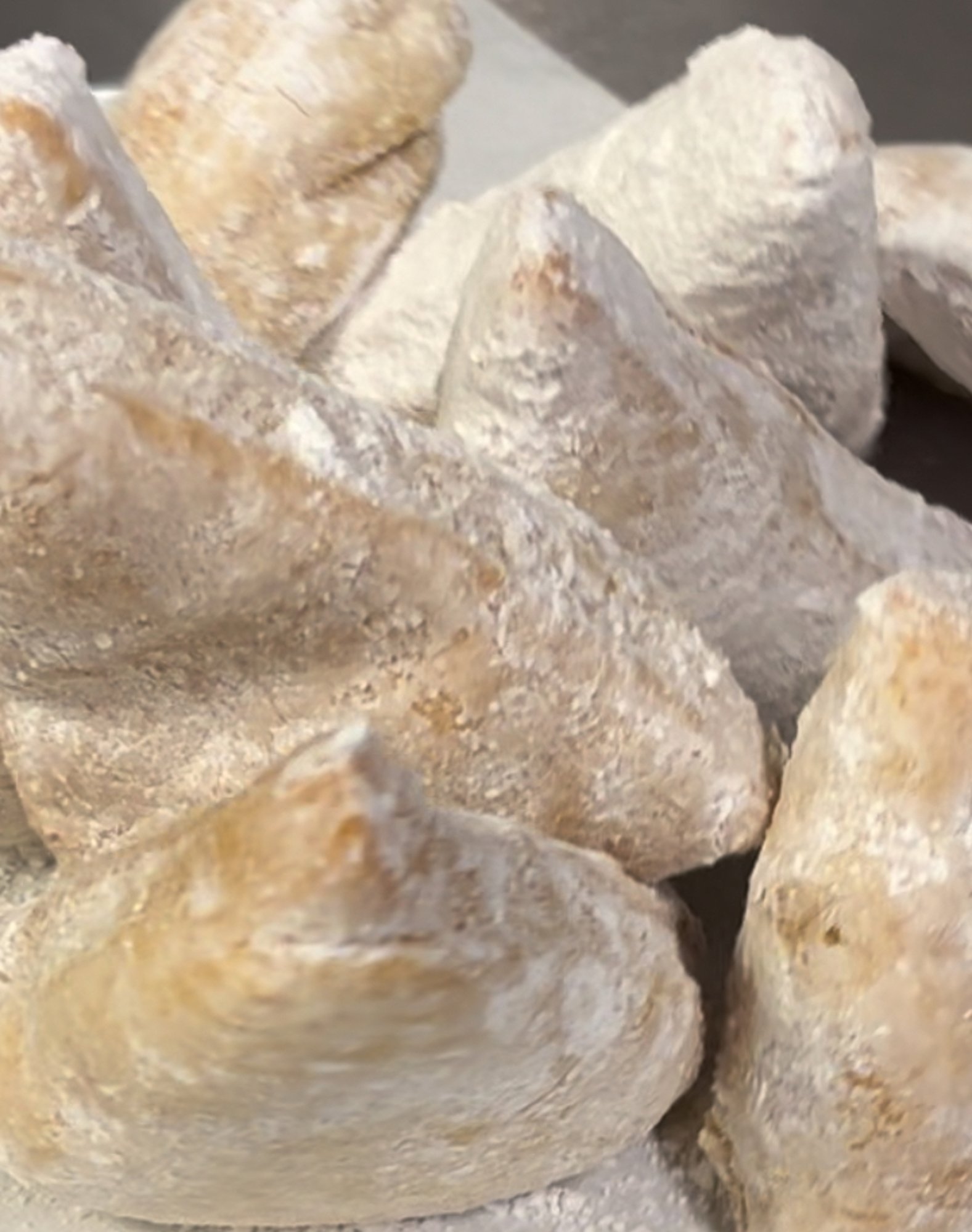 Zeppolis (8)