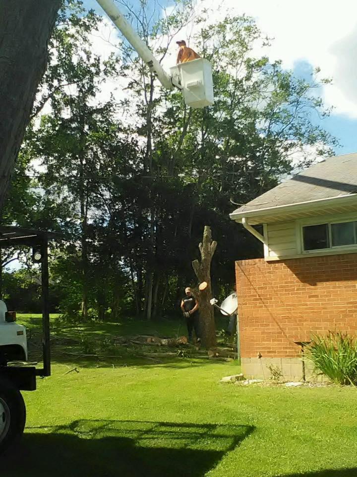 Hackney Tree Service Image