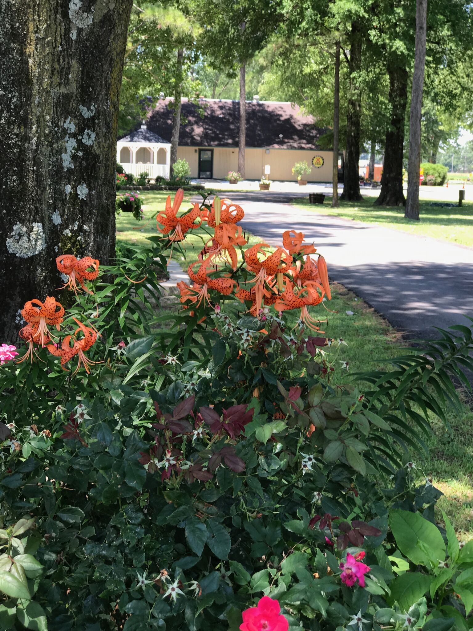 Memphis KOA Journey Photo