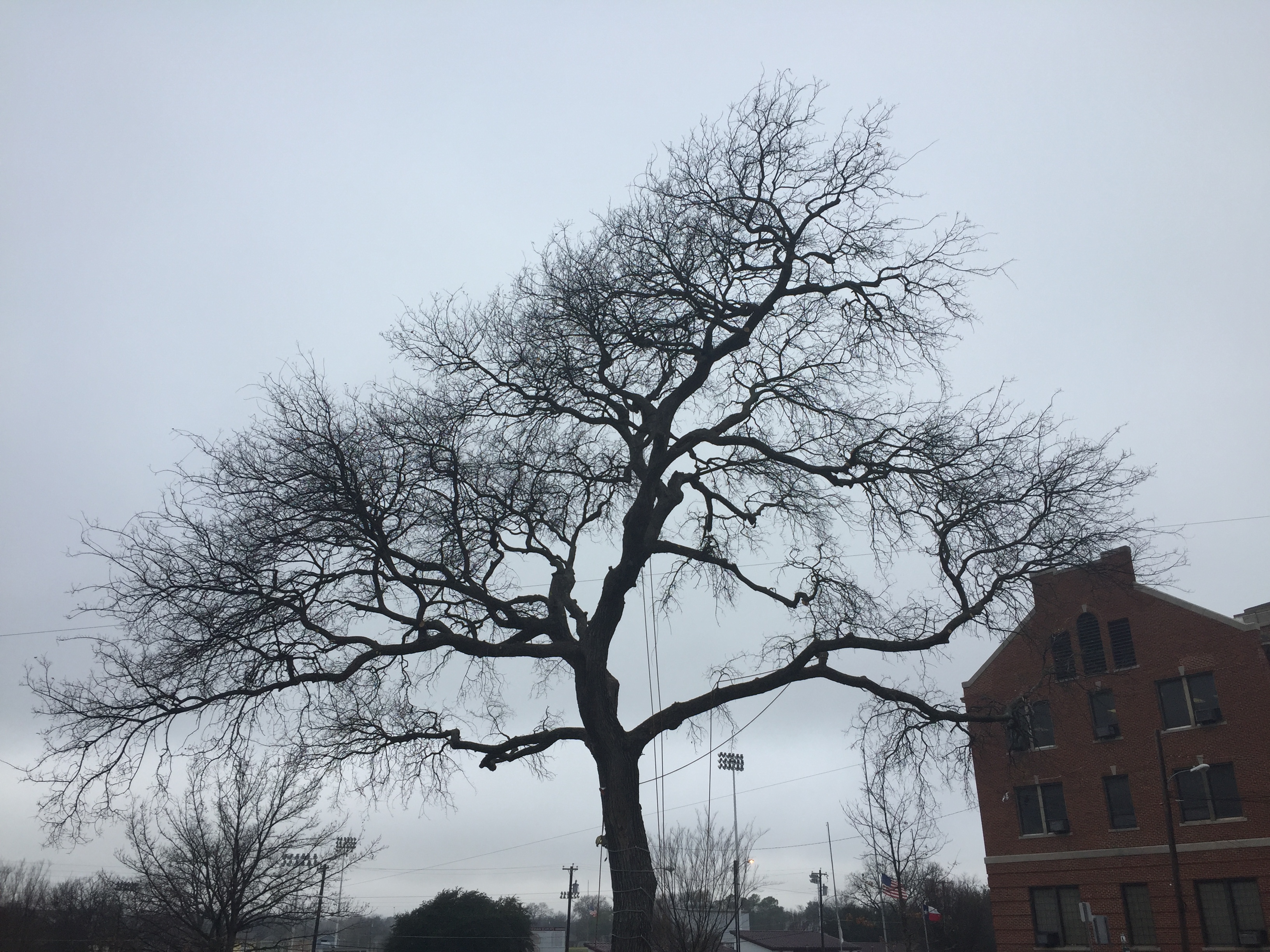 New Leaf Tree &amp; Shrub Care Logo