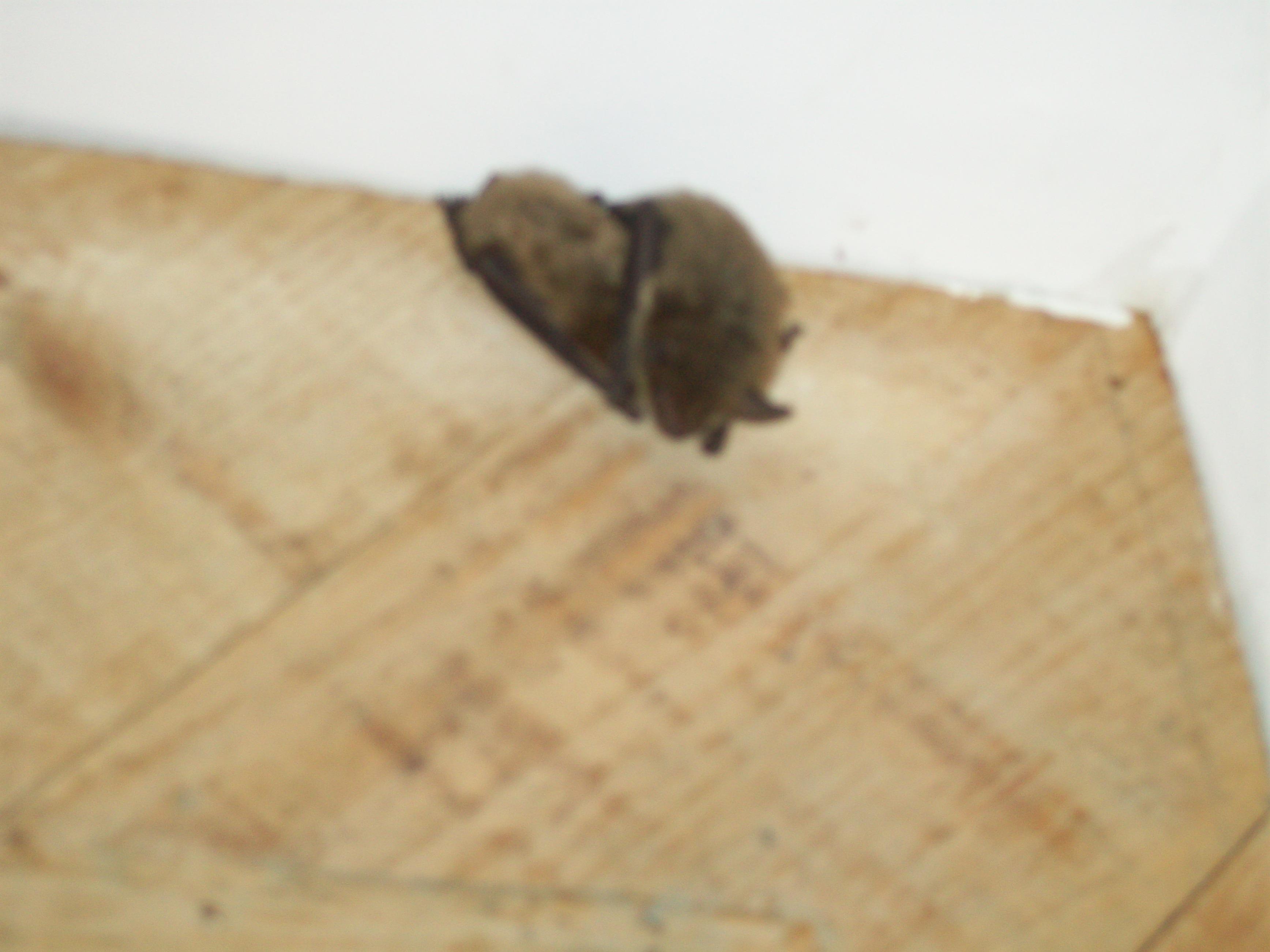 Pesky Critter Nuisance Wildlife Control Logo