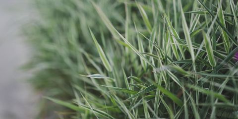 3 Common Grasses to Use for Your Lawn & How to Care for Them