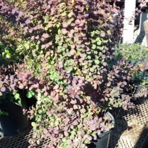 Frantz Wholesale Nursery, LLC, 12161 Delaware Road, Hickman, CA, Garden