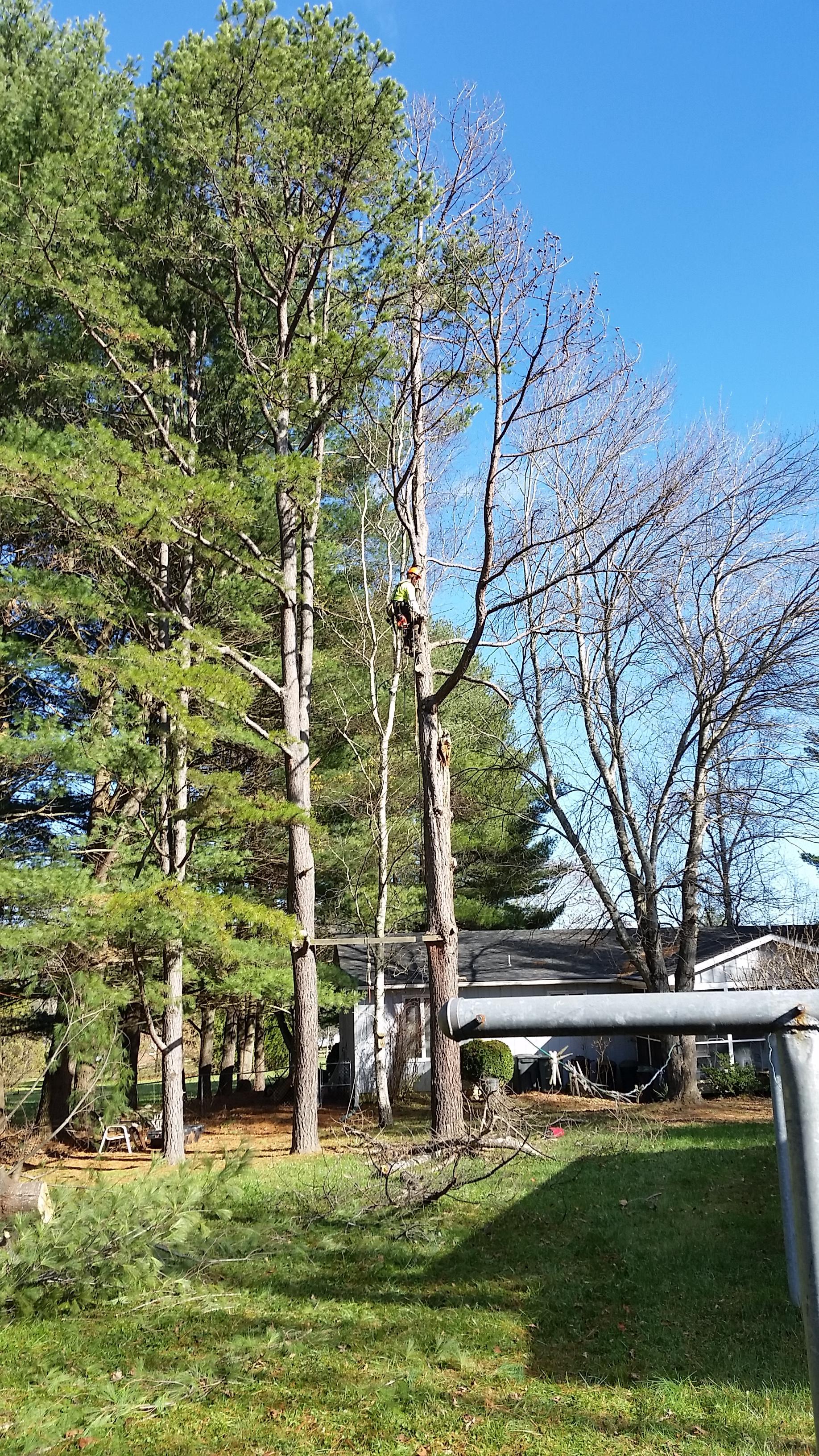 Climbing up to top out dead yellow pine