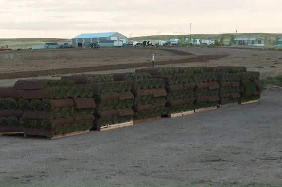 Blue Ribbon Sod Farms Photo