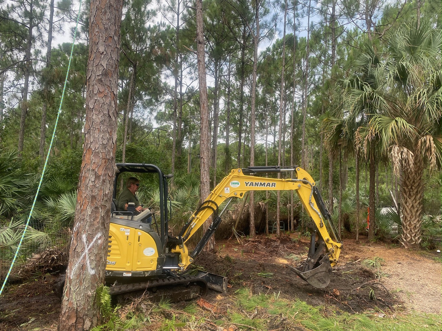 Timber Tree Co Image