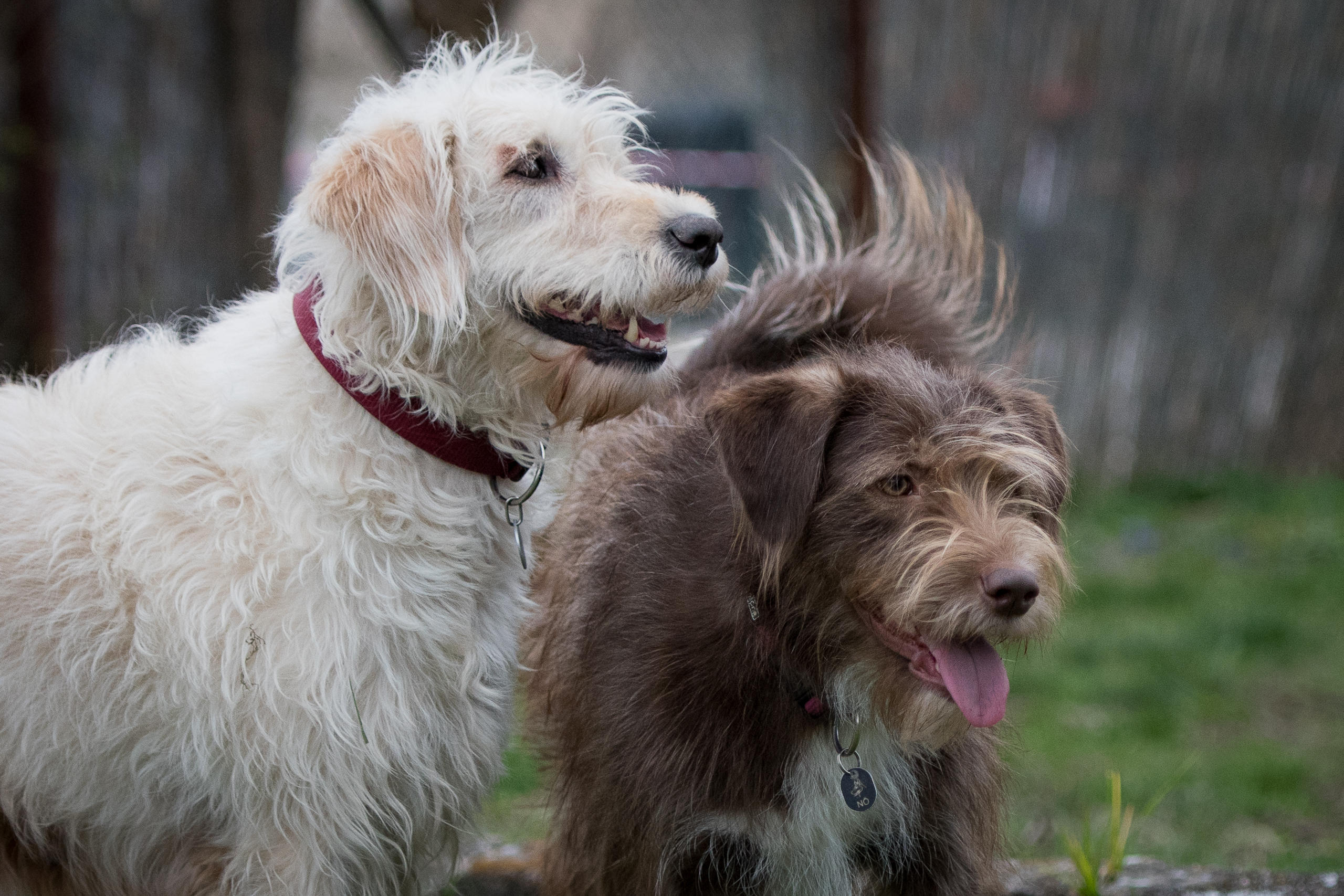 Bilder BELLE VITA - Balance & Harmonie für Deinen Hund